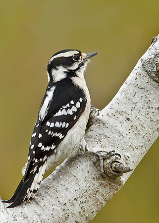 Downy Woodpecker