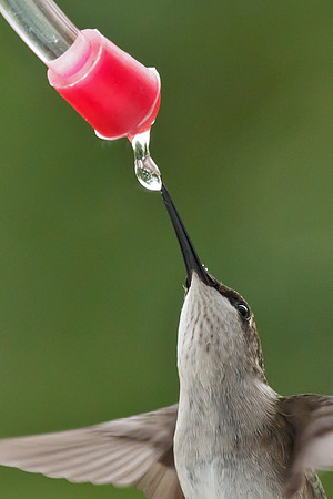 Ruby-throated Hummingbird