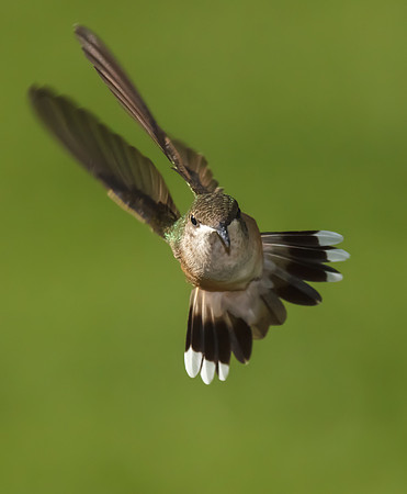 Ruby-throated Hummingbird