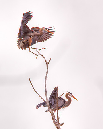 Great Blue Herons