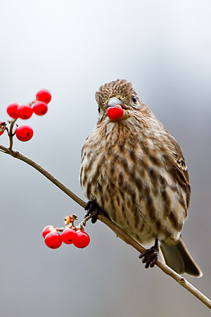 House Finch