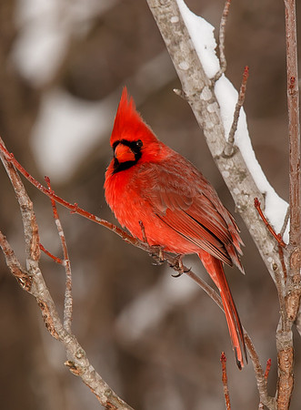 Cardinal