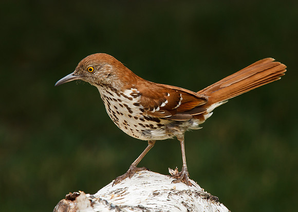 Brown Thrasher